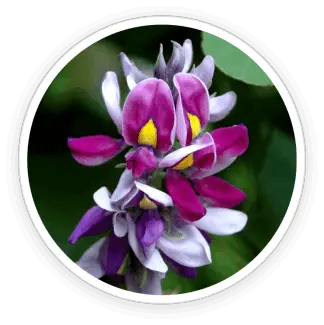 honey-burn-ingredient1